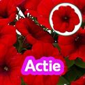 Afbeelding van Petunia P12 "Actie" Red